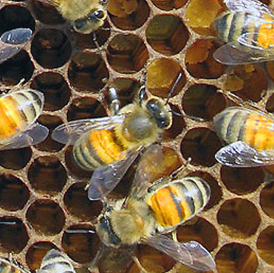 кубанские пчелы