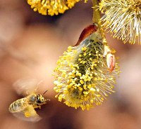 Цветы медоносы для пчел в саду фото и названия